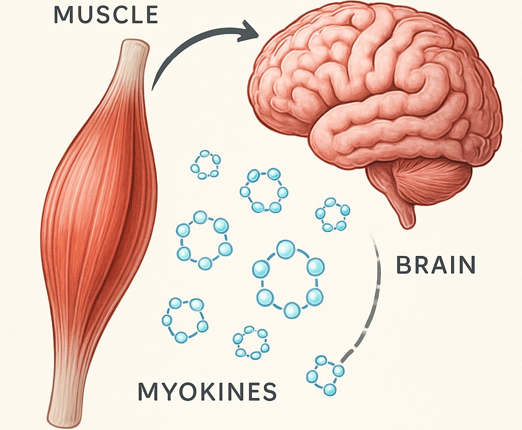 L'Axe Muscle-Cerveau : Communication Biochimique et Implications pour la Santé Cognitive