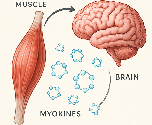 L'Axe Muscle-Cerveau : Communication Biochimique et Implications pour la Santé Cognitive