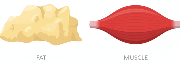 Comment la musculation agit sur nos tissus graisseux : le rôle des minuscules messagers du muscle